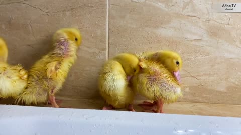 Funny animal video ducks bathe in bath tub