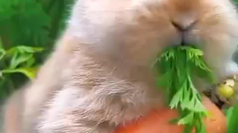 cute bunny eating carrot