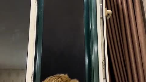 Cats are really human.