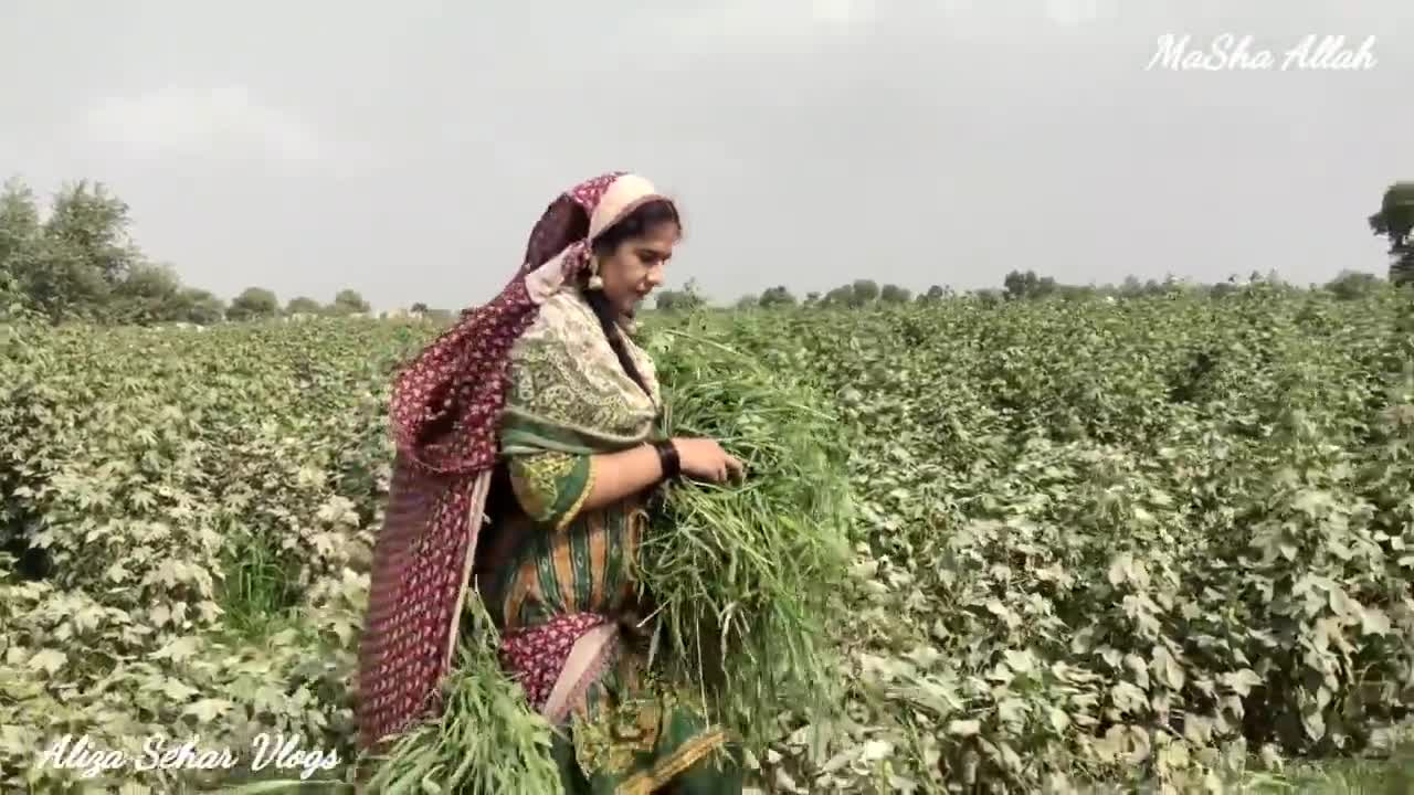 Aaj Maine Gaon Mei Bailgadi Chalayi - Beautiful Pakistani Girl Vlogs