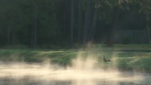 Ever see a steam devil? The rare weather phenomenon was captured here at Venus Ranch