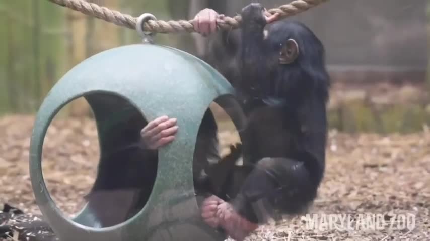 Baby chimps enjoy playtime at US zoo