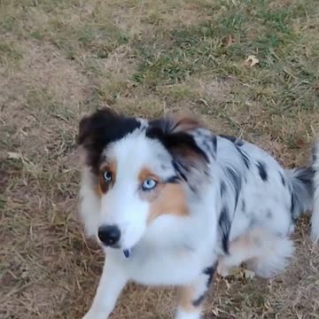 Squeaky toy you’re mine cuts ruff cut