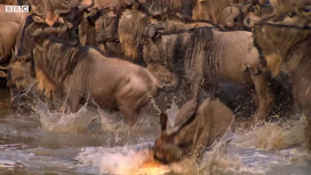 Crocodile Surprise Attacks Wildebeest