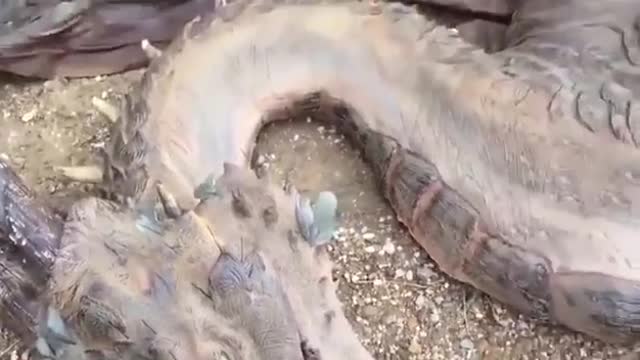Real Dragon Caught On Tape Dead In Mexico