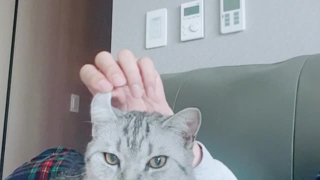 Playing while touching a cat who doesn't want to move