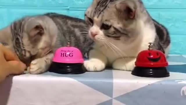 Cute cats eating food!