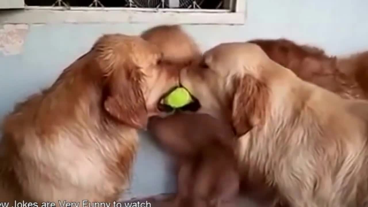 funny animals.funny with dogs