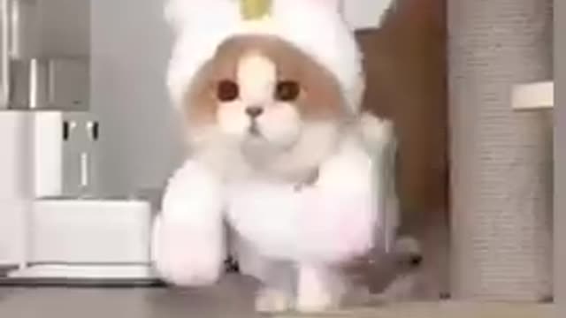 cute cat