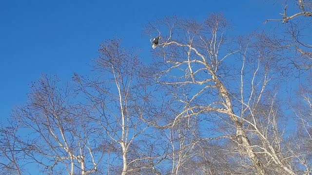 Bald eagle in Kamchatka