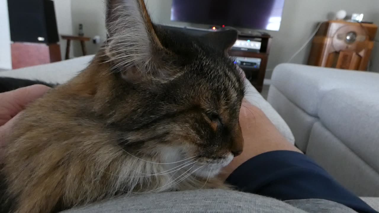 Max is Number 1 Cat now