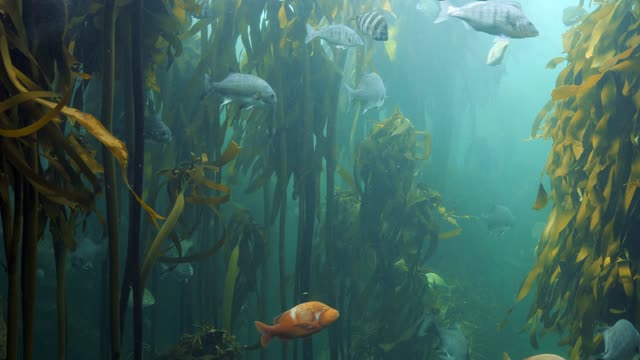 Big algae