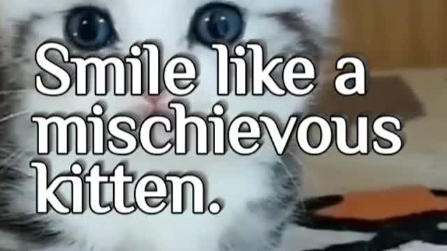 Cat Quote