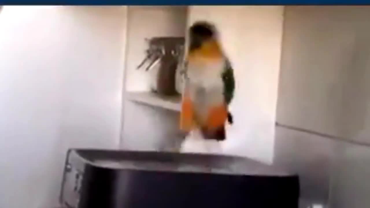 little parrot dancing to an old song-fanny video