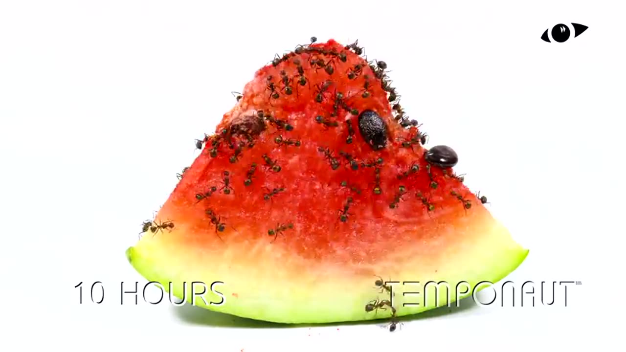 Ants vs Watermelon