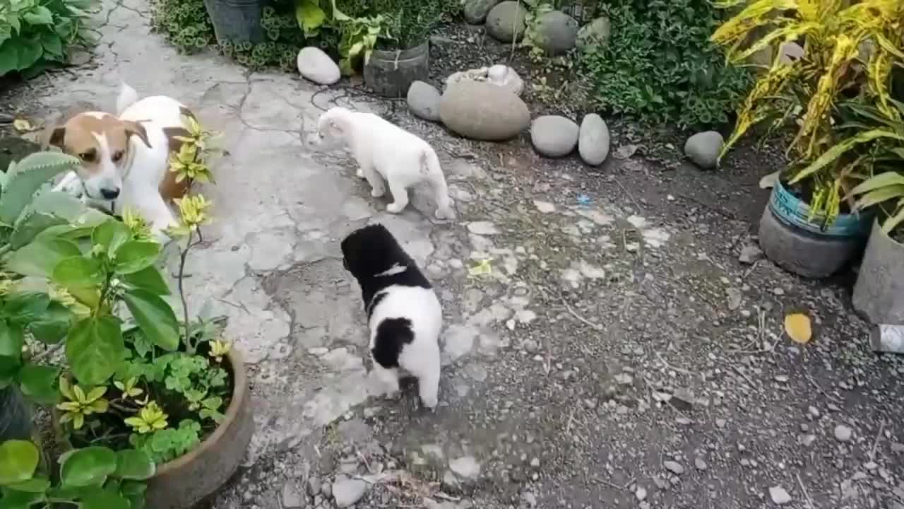 Dogs cut pupy playing in field. Good looking. Beautiful