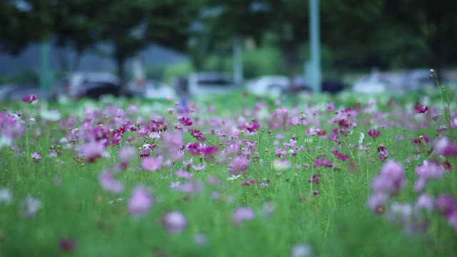 flower feild