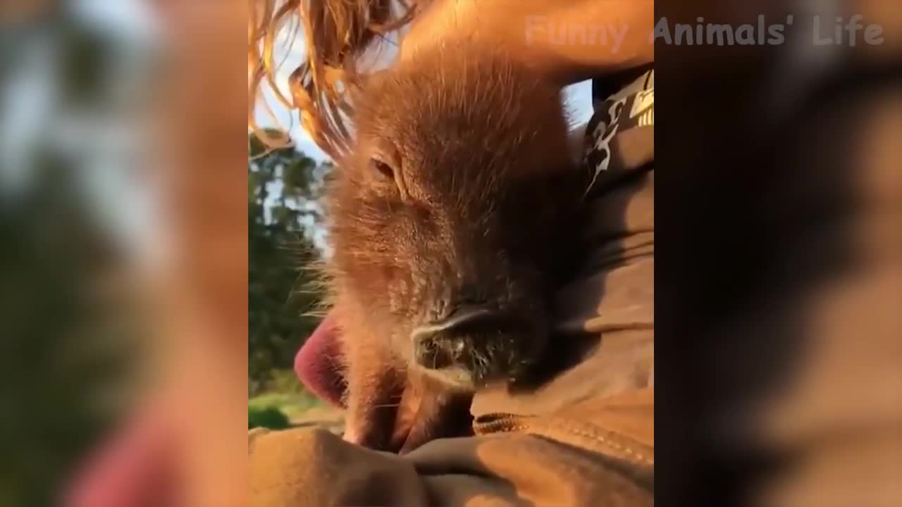 Domestic and Wild animals fun