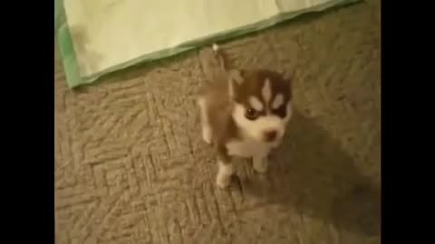 Puppy says his first word.