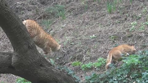 Biarritz Cats France Europe.Biarritz is a city on the Bay of Biscay, on the Atlantic coast