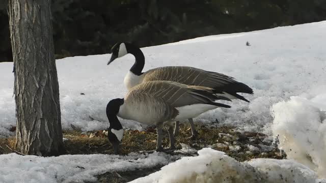 Wild Geese Hunting Food On Dead Grass