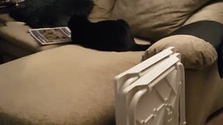 My squirrely girly cat Lovie