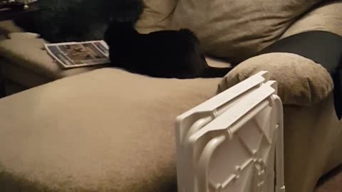 My squirrely girly cat Lovie