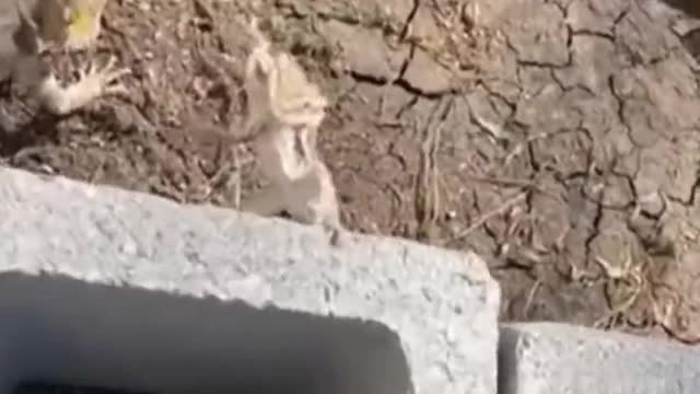 Funny animals, cure your unhappiness