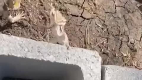 Funny animals, cure your unhappiness