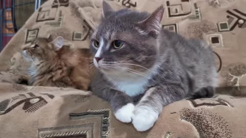 The Best Funny Cat Video