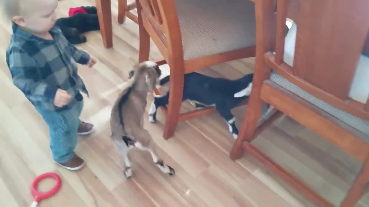 Baby and baby goats fan