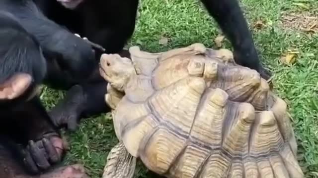 Monkey and turtle friendship together