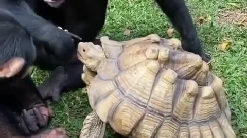 Monkey and turtle friendship together