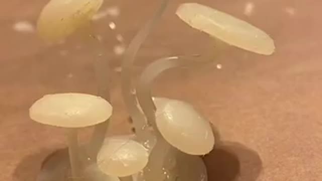 Why MUSHROOM CRAFT Is The Only Skill You Really Need #viral #shorts