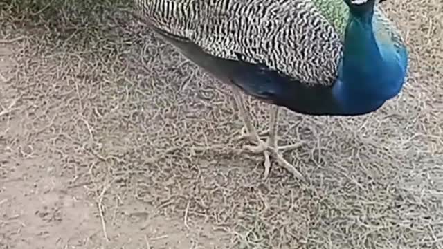 status viral hog #shorts #viral #peacock #reels #india #trending #share
