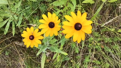 Black-eyed Susans