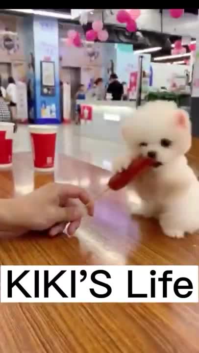 Cute Dogs Compilation - Funny Dog - Cute Puppy #shorts