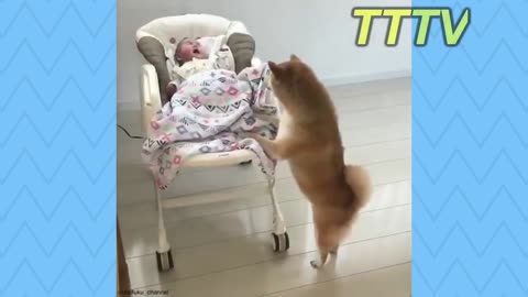 Funny Videos of Cute Dogs Comp