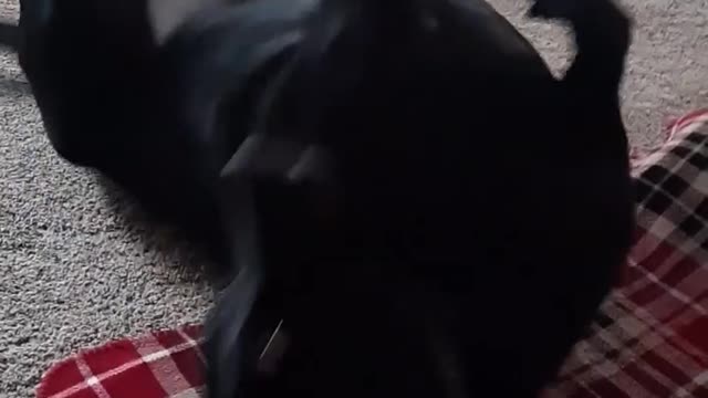 Cute Black Lab Playing And Being Silly