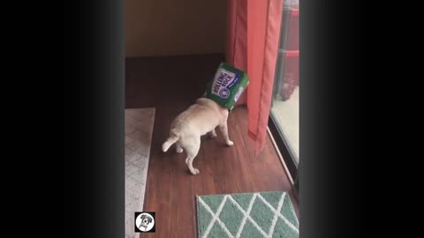 funny and cutie time with pug