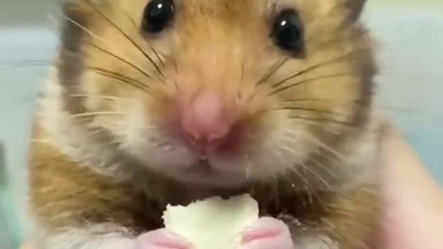 Over cute rat