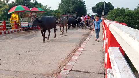 A group of wild buffaloes-2.