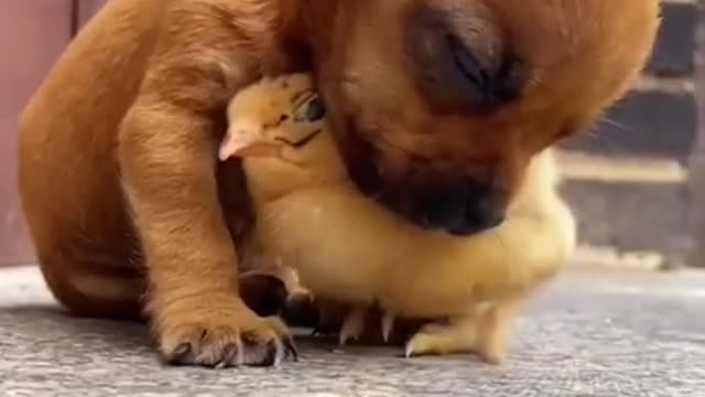 Funny dog and little chick