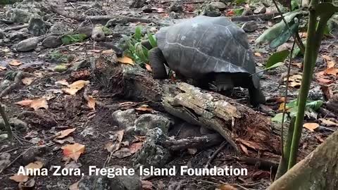 ‘Vegetarian’ giant tortoise filmed attacking and eating seabird