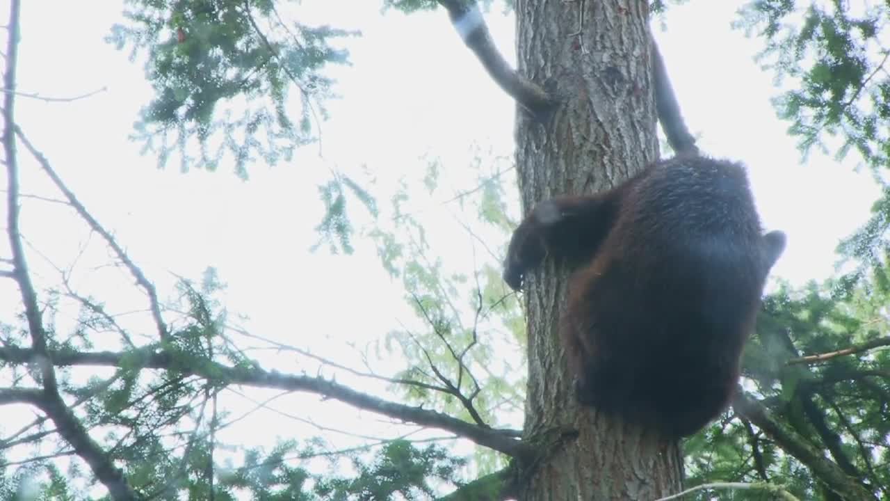 Black Bear Climbing In Tree