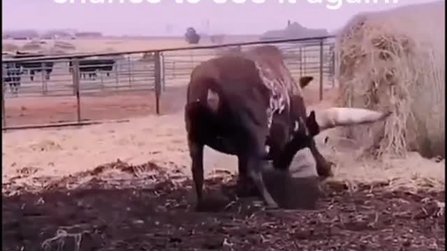 A bull with the biggest horns you've ever seen!