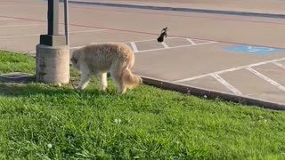 Momma Mockingbird gives dog Reggie Carl a butt peck