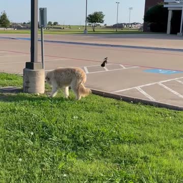 Momma Mockingbird gives dog Reggie Carl a butt peck