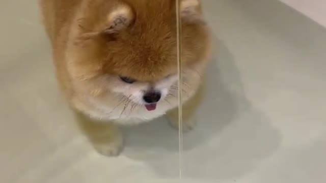 Cute Puppy touching water for first time