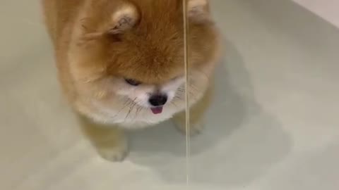 Cute Puppy touching water for first time